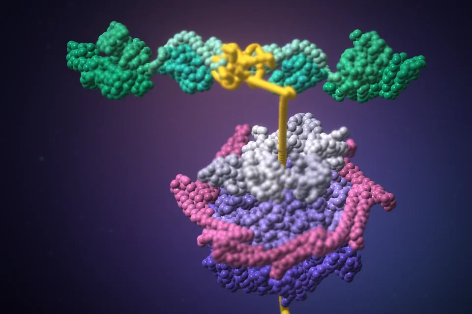 Two Hsp70 chaperones gripping a misfolded protein and feeding it into the Hsp104 hexamer, rendered from PDB structures 2KHO and 6N8T